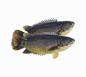 Koi Fish – Koi Mach | কৈ মাছ