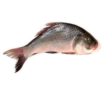 Katal Mach – Katal Fish | কাতাল মাছ