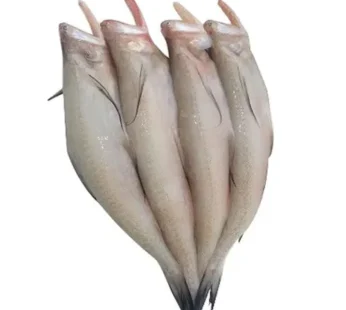 Loitta Mach – Loitta Fish | লইট্টা মাছ