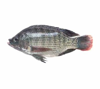 Telapia Mach – Telapia Fish | তেলাপিয়া মাছ