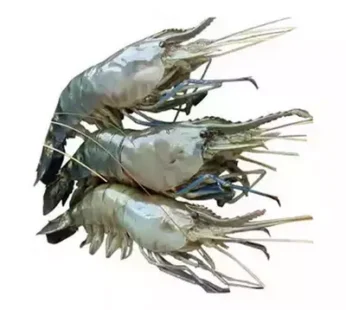 Golda Chingri (Shrimp) | গলদা  চিংড়ি