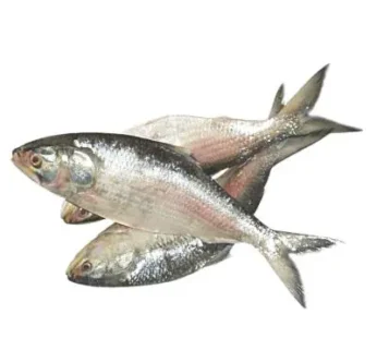 Ilish Mach – Hilsa Fish (Padma) | ইলিশ মাছ