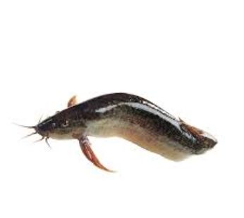 Magur Mach – Magur Fish | মাগুর মাছ