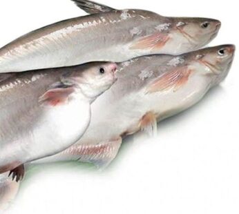 Pangas Mach – Pangas Fish | পাঙ্গাস মাছ